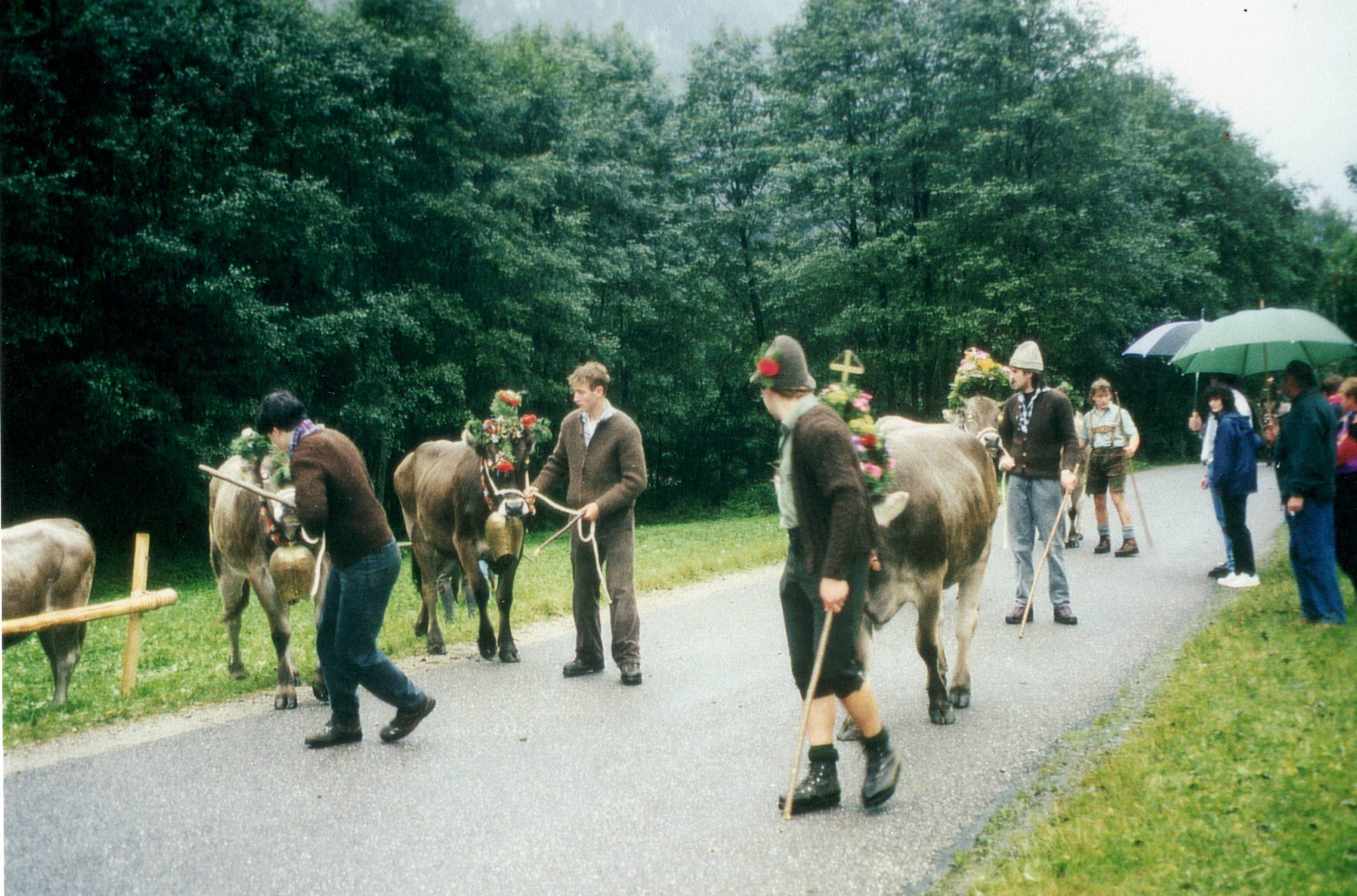 Cows in fancy headdresses being led down a road by men in lederhosen and other traditional clothing