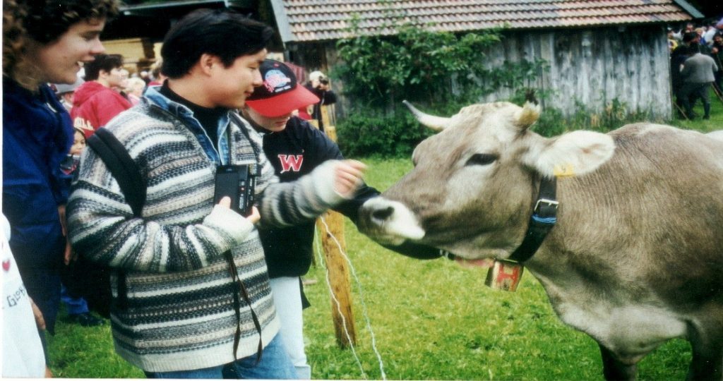 Student feeding a cow