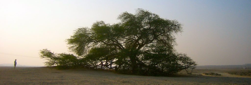 Tree of life Bahrain
