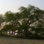 Tree of life Bahrain