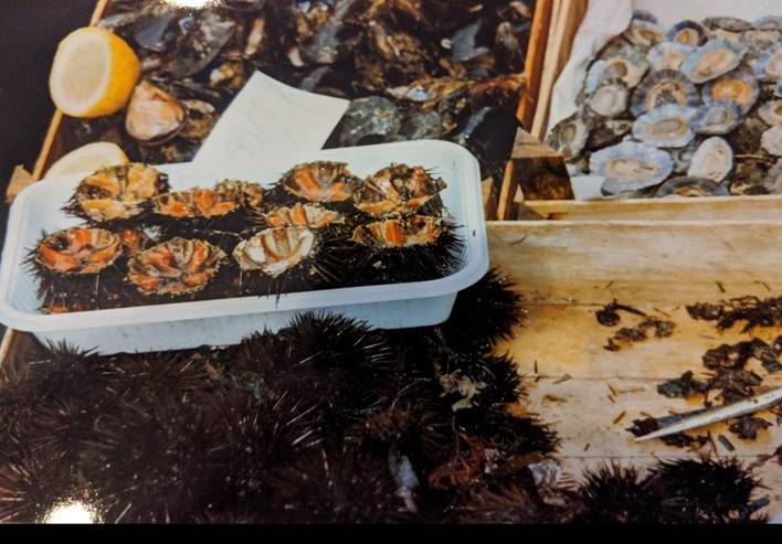 Sea urchins and other shellfish for sale